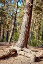 trunk of a pine tree with roots coming out of the ground Royalty Free Stock Photo