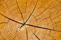 Trunk of a poplar