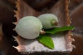 On the trunk of a prickly palm tree lie two unripe almonds with a green shell Royalty Free Stock Photo
