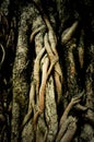 Trunk and root of bothi tree Royalty Free Stock Photo