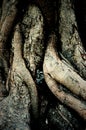 Trunk and root of bothi tree Royalty Free Stock Photo