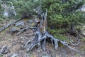 Trunk, roots of fallen tree