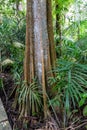 Trunk with roots of large mangrove tree in Lekki Conservation Center