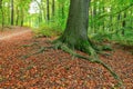 Trunk and roots of the old beech Royalty Free Stock Photo