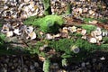 The trunk of a rotten tree lies on a damp forest floor among yellow leaves and green grass. Beautiful natural autumn forest Royalty Free Stock Photo