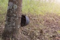 Trunk rubber Hevea brasiliensis tree, Tapping latex from a rubber tree Royalty Free Stock Photo