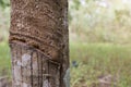 Trunk rubber Hevea brasiliensis tree, Tapping latex from a rubber tree. Royalty Free Stock Photo