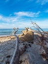 Trunk and ruin on the beach Weststrand on the Baltic Sea coast in Germany