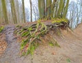 Trunk s and uncovered roots of beeches in a nature reserve