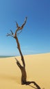 Trunk in sandunes next to sea Royalty Free Stock Photo