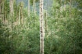 Trunk of a single aspen tree in a leafy grove Royalty Free Stock Photo