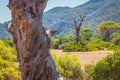 Trunk of a single old and dead tree in a hot field near a mountain forest, concept death and life