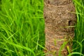 Trunk of a small cherry tree in the summer. Around grows tall green grass. It`s summer outside. Royalty Free Stock Photo