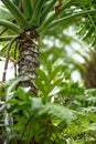 The trunk of a small palm tree foliage Royalty Free Stock Photo