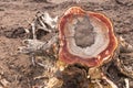 Trunk stump with termites.