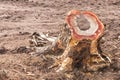 Trunk stump with termites.