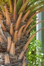 The trunk surface of dates palm tree with felled branches. Royalty Free Stock Photo