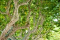 Trunk of a sycamore in Ciutadella Park of Barcelona. Catalonia, Spain.