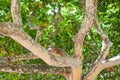 Trunk of a sycamore in Ciutadella Park of Barcelona. Catalonia, Spain.