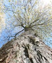 trunk of the tall cherry tree with white flowers blooming in spring and the blue sky seen from below Royalty Free Stock Photo