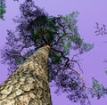 The trunk of a tall pine tree with a crown against the background of a phantasmagoric purple sky Royalty Free Stock Photo