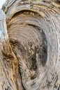 Trunk Texture Gnarled Juniper Tree