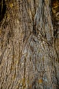 Trunk Texture Gnarled Juniper Tree