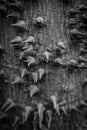 Trunk with thorns on an exotic plant close up Royalty Free Stock Photo