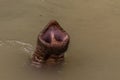 Trunk tip of old asian jungle elephant in water in Thailand Royalty Free Stock Photo