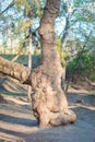 The trunk of the tree is bizarrely shaped Royalty Free Stock Photo