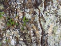 Wood trunk tree branch lichen nature bucolico Royalty Free Stock Photo