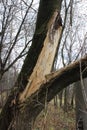 Broken trunk of an old tree. Russia. Royalty Free Stock Photo