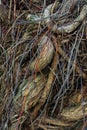 The trunk of a tree covered with an interweaving of aerial roots background Royalty Free Stock Photo