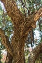 The trunk of a tree covered with an interweaving of aerial roots Royalty Free Stock Photo