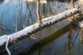 The trunk of a tree covered with snow lies across a small river against the background of a blue sky reflected in the water, Royalty Free Stock Photo