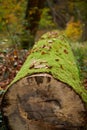 The trunk of a tree