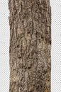 Trunk of a Tree Isolated on transparent picture background with clipping path. Royalty Free Stock Photo