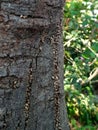 Small snails in the cracks of the bark