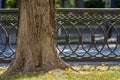 Trunk of a tree in a morning sunlight park near old rusted metal fence. Old big trees in a city park on lawn with green grass and Royalty Free Stock Photo