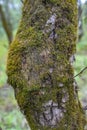 The trunk of a tree is richly overgrown with green moss Royalty Free Stock Photo