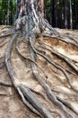trunk of a tree with roots coming out of the ground Royalty Free Stock Photo
