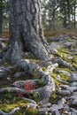 The trunk of a tree and roots meeting the mossed soil, rocks and bushes