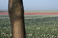 Trunk of a tree shaded by foliage in front of a tulip field early in the morning