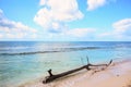 A trunk of a tree on the shore of a beach of Catalina Island, Do Royalty Free Stock Photo