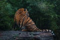 On the trunk of the tree sits a beautiful tiger, wildlife.