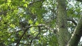 Ceiba speciosa. Spikes and thorns on the trunk of a tree. Chorisia speciosa