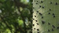 Spikes and thorns on the trunk of a tree. Ceiba speciosa