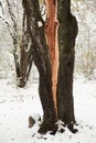 Trunk of the tree split in half