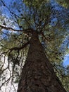 Trunk and tree top viewed from below