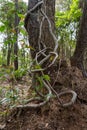 The trunk of the tree was covered with twisted vines on a large termite nest Royalty Free Stock Photo